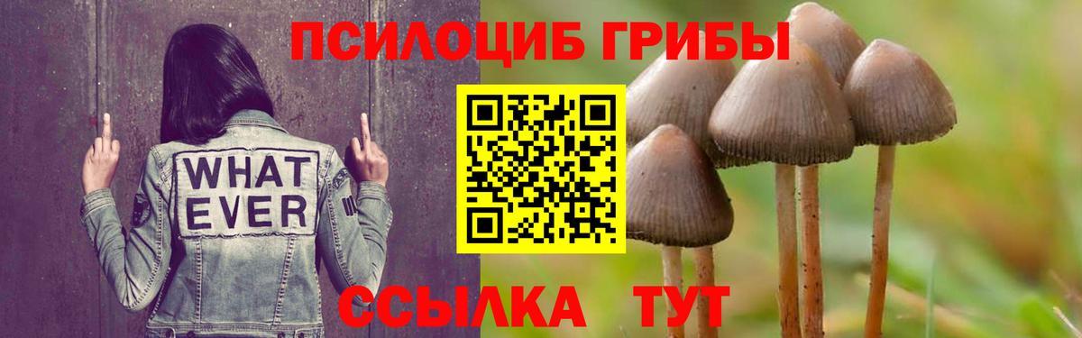 Галлюциногенные грибы Psilocybine cubensis Барабинск